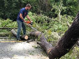 Best Hedge Trimming  in Brookdale, CA