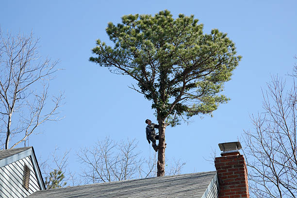 Best Root Management and Removal  in Brookdale, CA